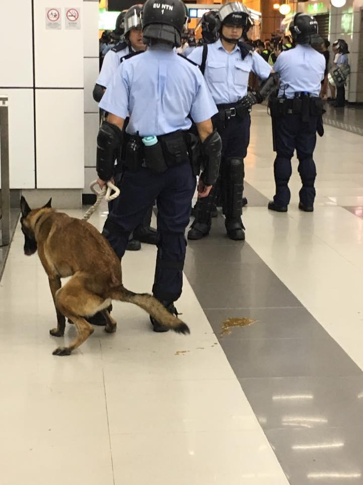 有傳媒拍攝到一頭肚瀉不適的警犬,仍被派到示威現場執勤。(credit 現場直播網絡截圖07/09/2019)