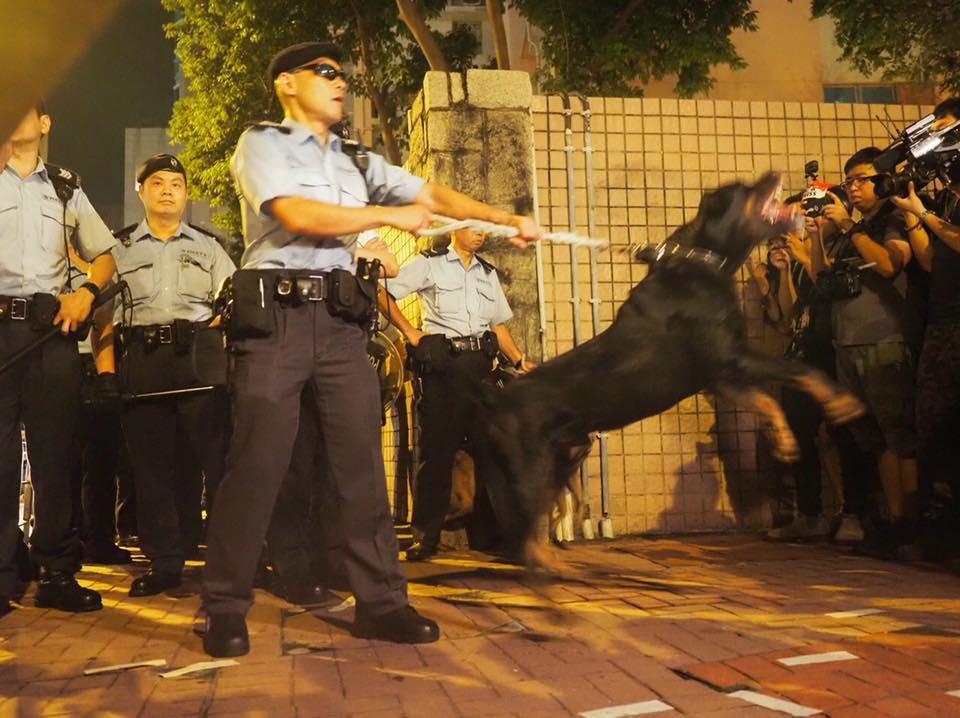 警方帶同警犬於示威現場進行人群管制,然而由於示威人數眾多,警犬難以發揮作用。據現場直播所見,該頭警犬在人多嘈雜的環境下突然失控,咬向在場記者。(credit Chinese University Student Press中大學生報09/08/2019)