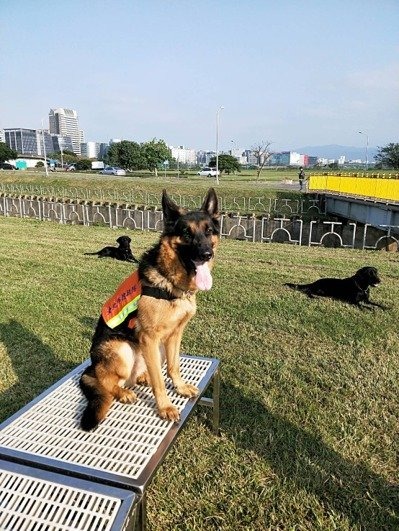 搜救犬Humble，是一隻5歲的德國牧羊犬。臺北市消防局/提供
