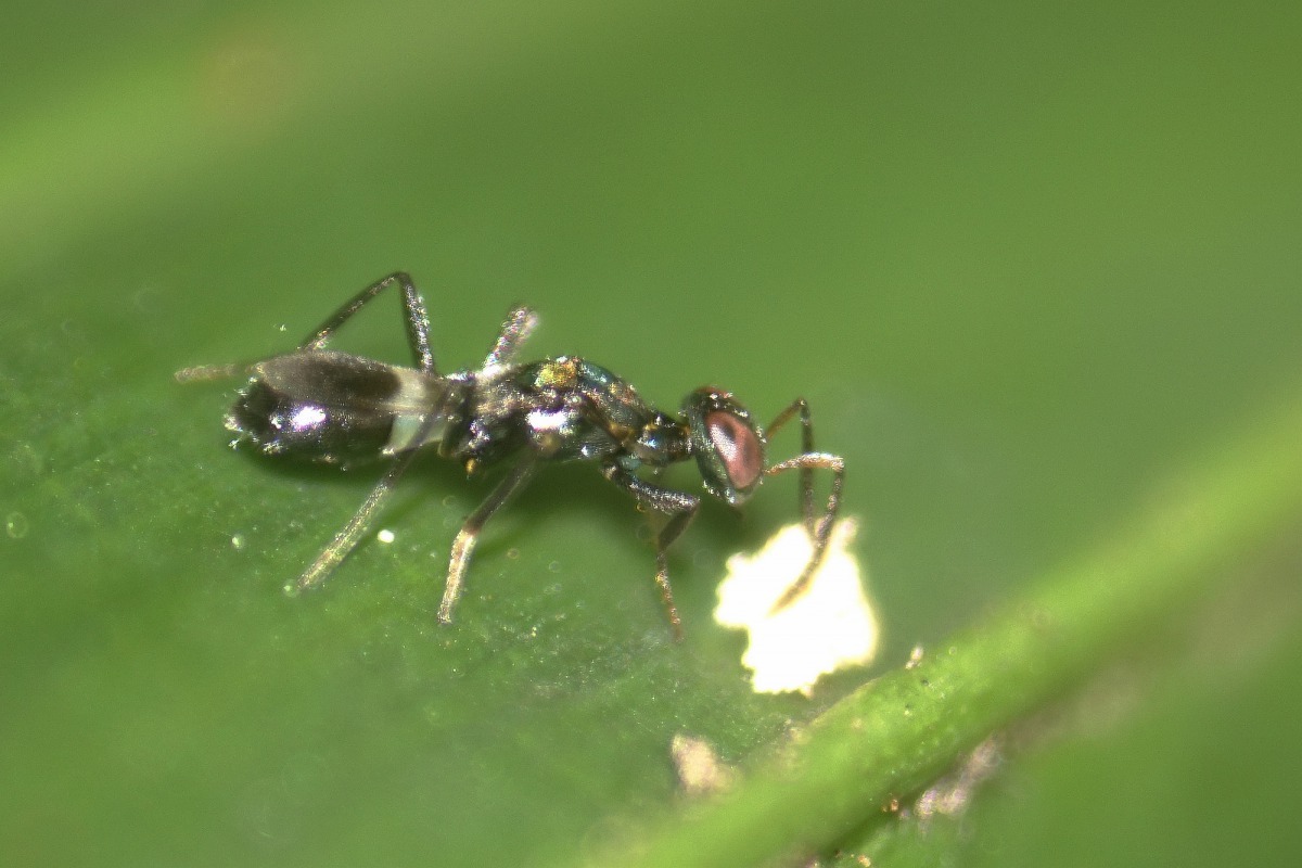 荔枝椿象的天敵-平腹小蜂，能有效降低荔枝椿象族群密度。台灣動物新聞網資料照片 基隆鳥會/提供
