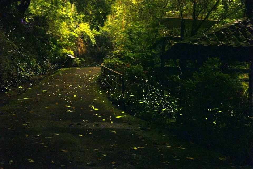 平林農場螢火蟲景觀。新北市農業局/提供