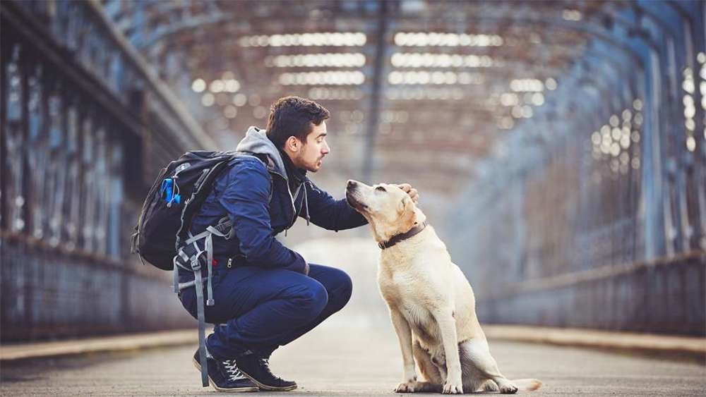 根據醫學互聯網研究雜誌(Journal of Medical Internet Research)新的研究表示，一個人有沒有養狗，和本身個性上的韌度，可以正確預測，罹患憂鬱症的可能性。來源: IFLScience