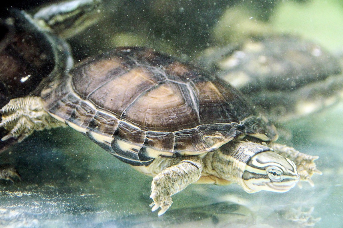 期望有一天原棲地的危機解除，安南龜能開開心心地返回故鄉。台北市立動物園提供
