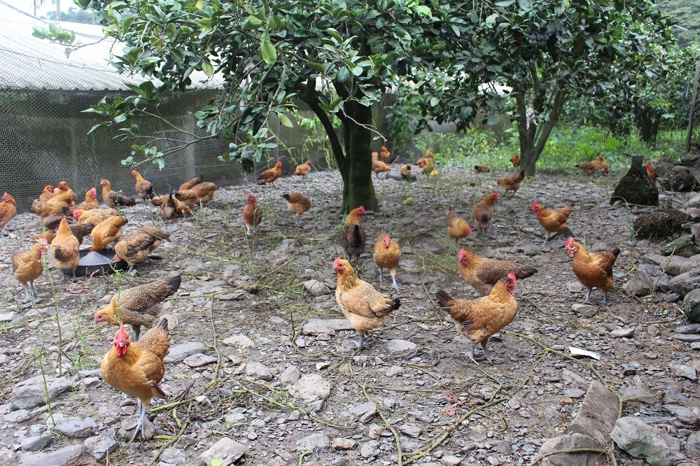 10月20日國內首張禽流感保單問世,主要保障三種家禽(雞):蛋雞、蛋種雞、肉雞。台灣動物新聞網資料畫面 李娉婷/攝