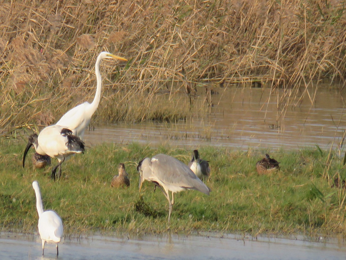 東北季風吹起,逢候鳥來台度冬,進入禽流感好發季節。高維奇/攝