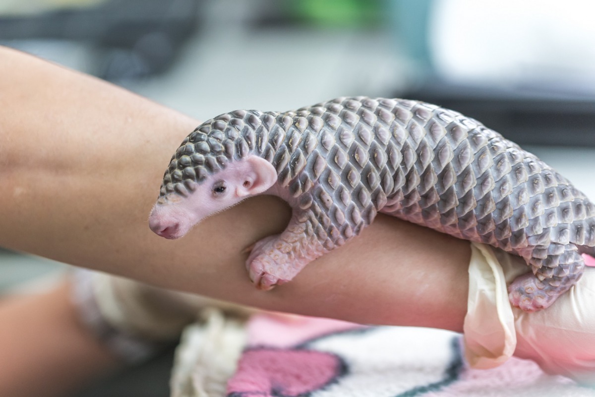 「芎梧」的寶寶「梧空」在代理媽媽的照顧下，逐漸長大。台北市立動物園/提供