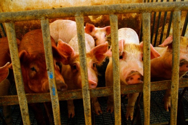 上千萬隻動物的命運也將被改變，不需被囚禁一輩子，然後帶著恐懼死於刀下，只為了滿足人類的口腹之慾。取自:Care2