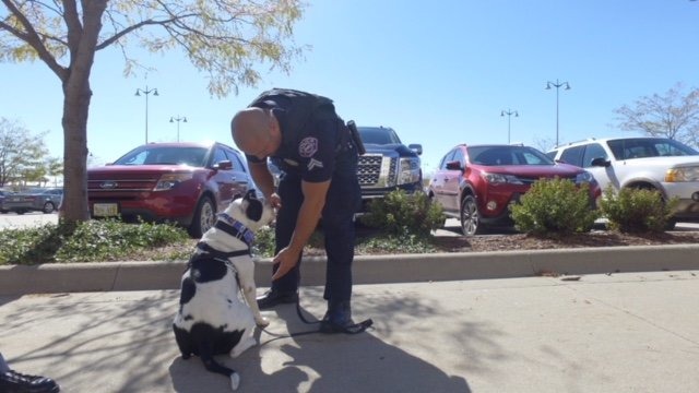 當一日警犬活動到來的那天，警察叔叔先帶了米奇去警察局，讓米奇戴上以示警犬身份的徽章。來源:The Dodo