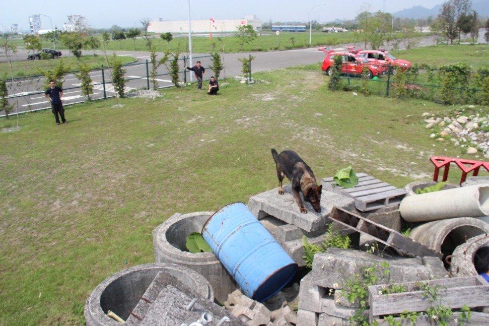 搜救犬RUBY的日常搜救訓練。台北市消防局/提供