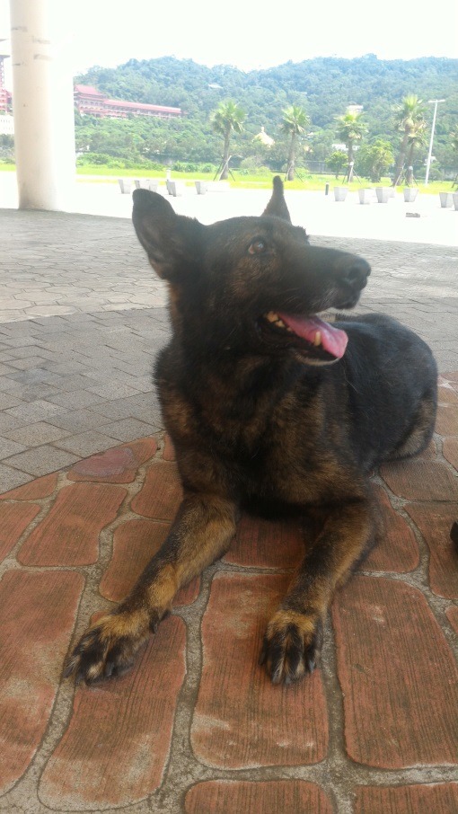 RUBY是一隻8歲的母德國牧羊犬，於101年取得I.R.O. RH-TB(高級犬)認證。台北市消防局/提供