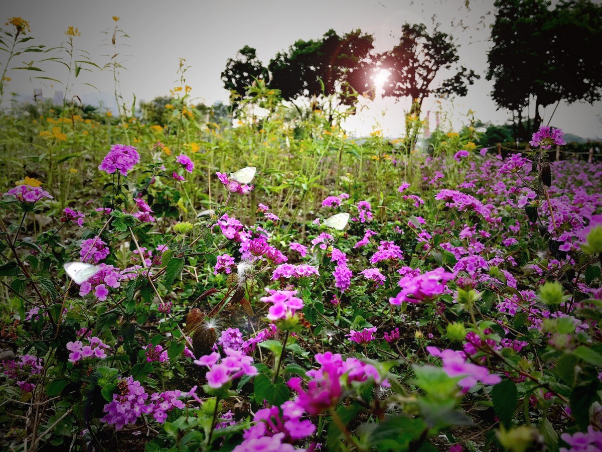 今年「2020新北河濱蝶戀季」將於4月中旬與大家見面。新北市政府/提供