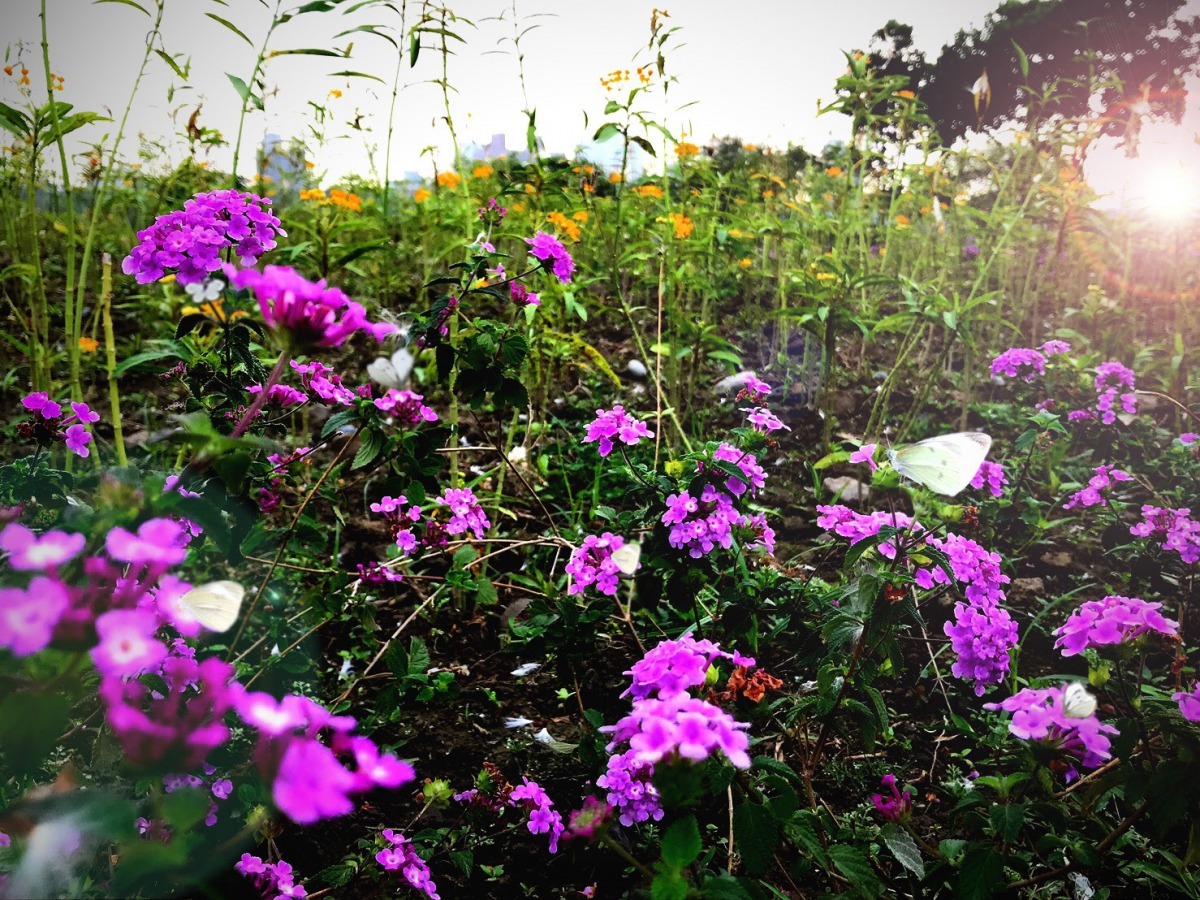 為營造蝴蝶生態復育區,請市民朋友勿摘折、踩踏、食用前述蜜源及食草植物。新北市政府/提供