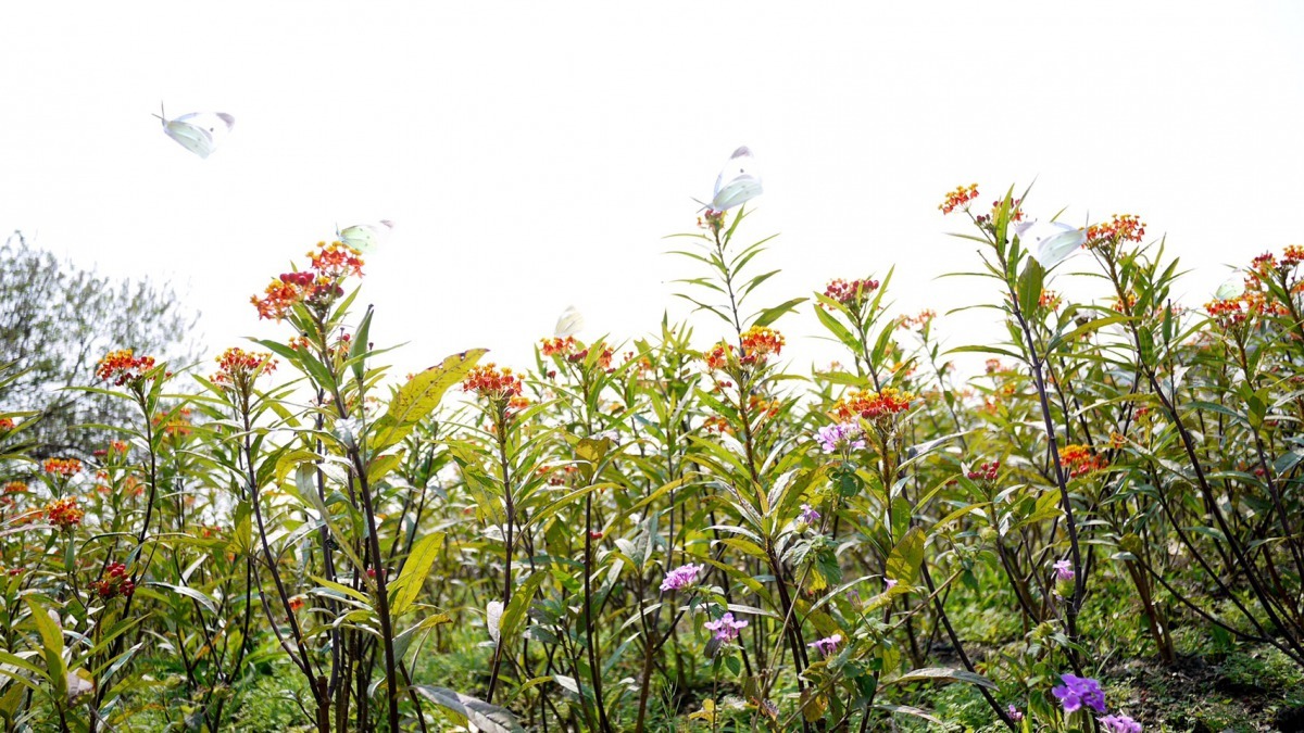賞花賞蝶不動手,友善對待環境。新北市政府/提供