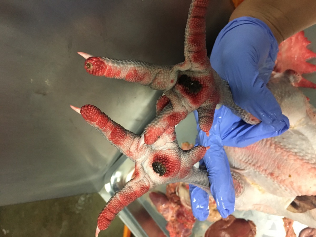 新北禽屠宰場9月1日凌晨屠後檢查發現雞隻屠體潮紅，疑似禽流感症狀。新北市動保處/提供