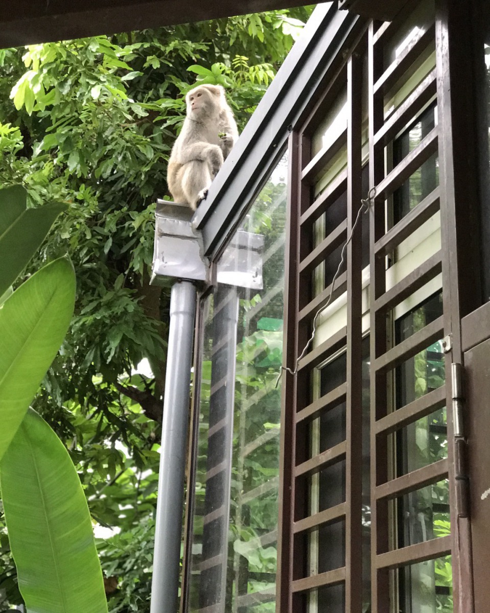 獼猴常常就這樣坐在民宅上。吳小姐/提供