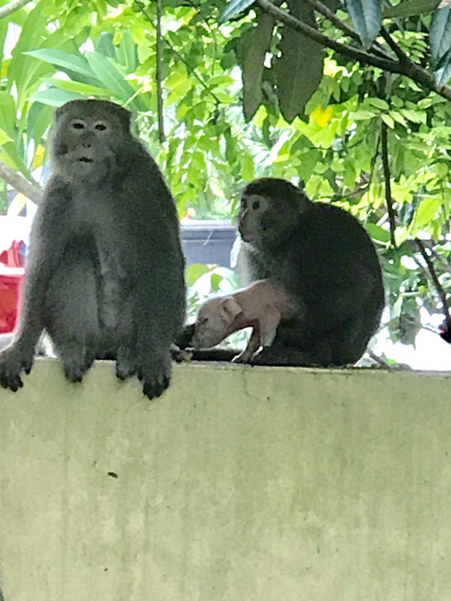 兩隻獼猴從養豬場偷小豬，抱出來玩。吳小姐/提供