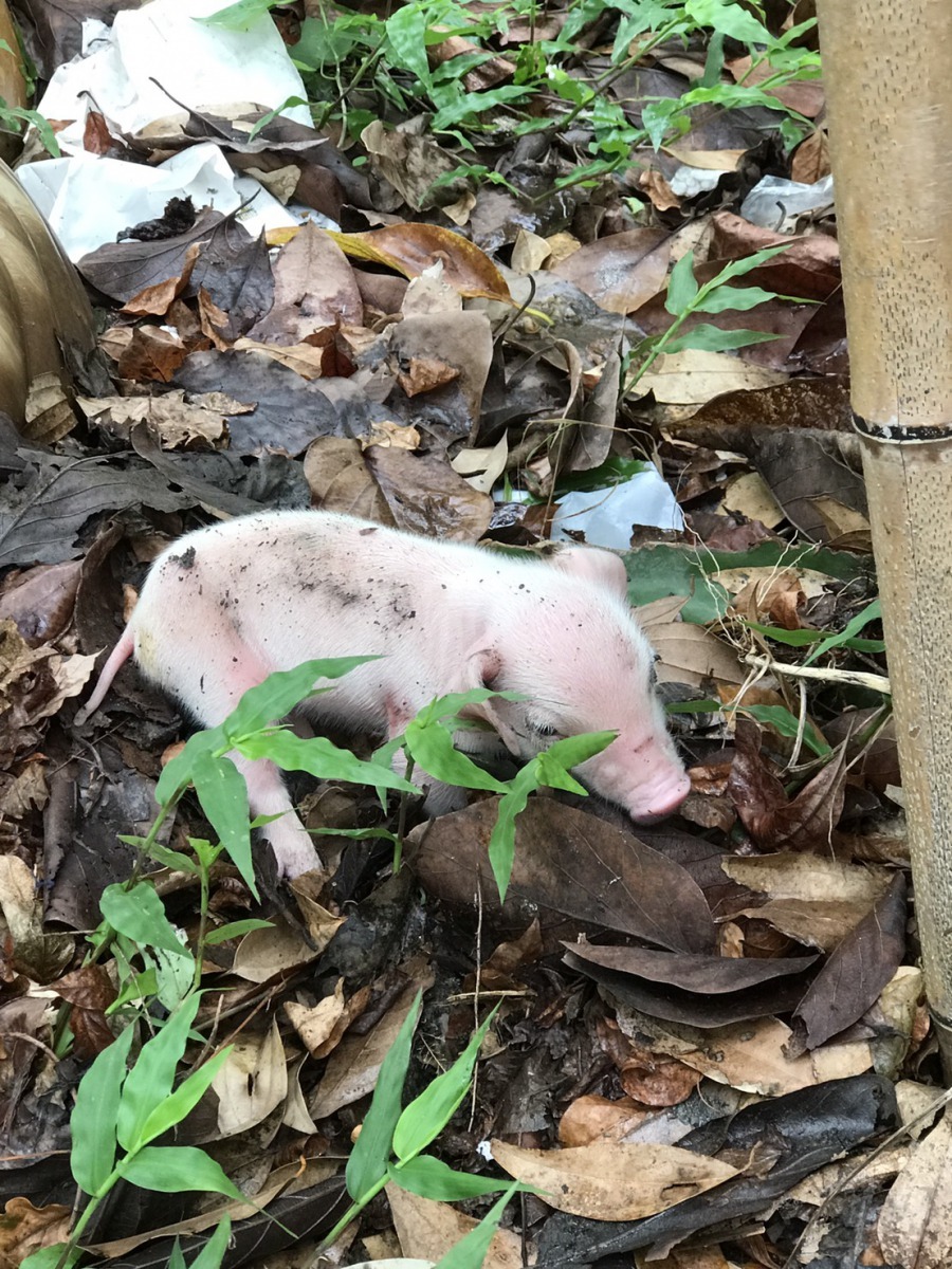 獼猴被嚇到，把小豬丟在地上。吳小姐/提供