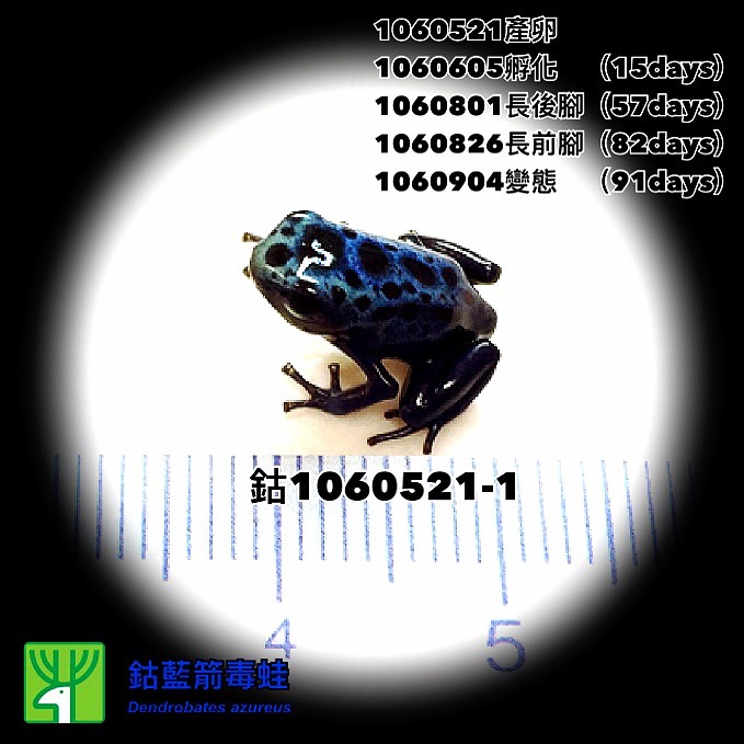 鈷藍箭毒小蛙體型約1.5公分,但身上漂亮的藍色色澤已經清晰可見。台北市立動物園/提供