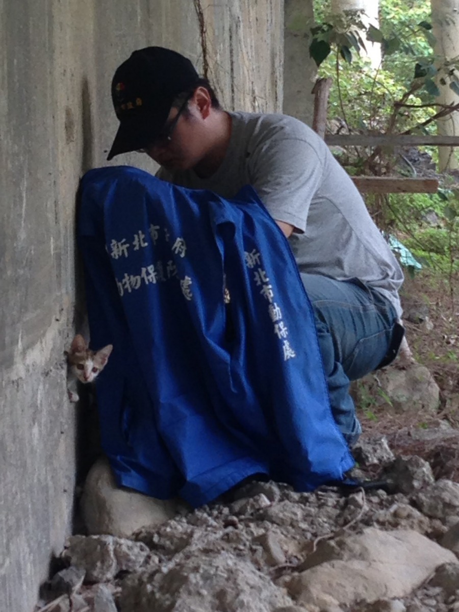 動保員用背心隱身術，讓小貓們誤以為外面沒人，成功引誘小貓自行爬出。新北市動保處/提供