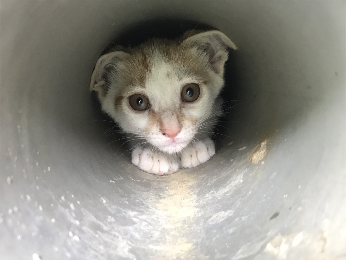 排水涵管小小的空間裡躲藏了5隻小貓待救援。新北市動保處/提供