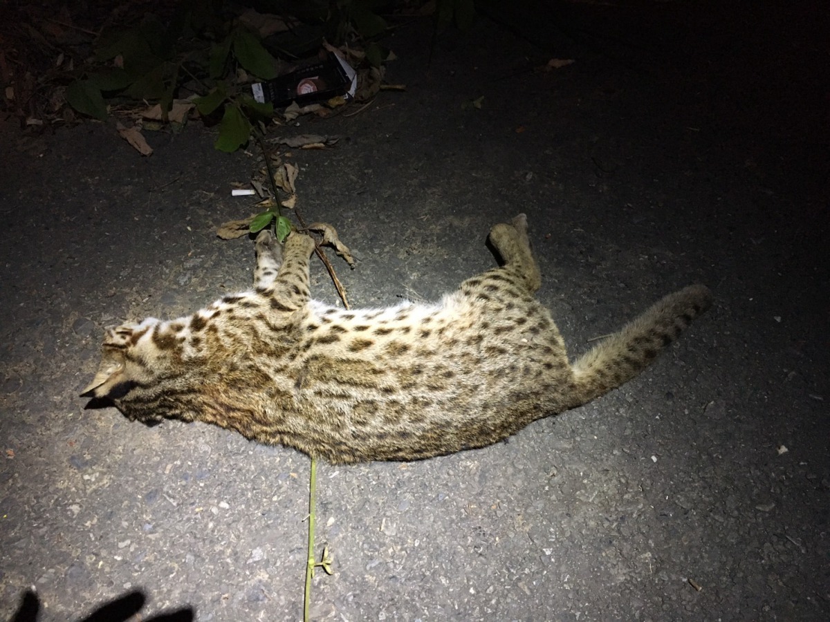 遭到路殺的石虎。台灣動物新聞網資料畫面 楊順宇/提供