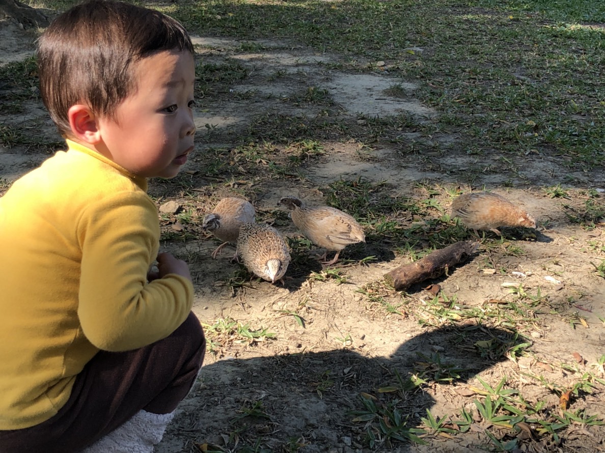 公園的小孩好奇地觀看鵪鶉。圖/王貴美提供