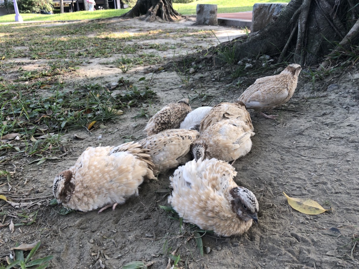 鵪鶉玩累吃飽了就躺著沙浴曬太陽,悠閒自在。