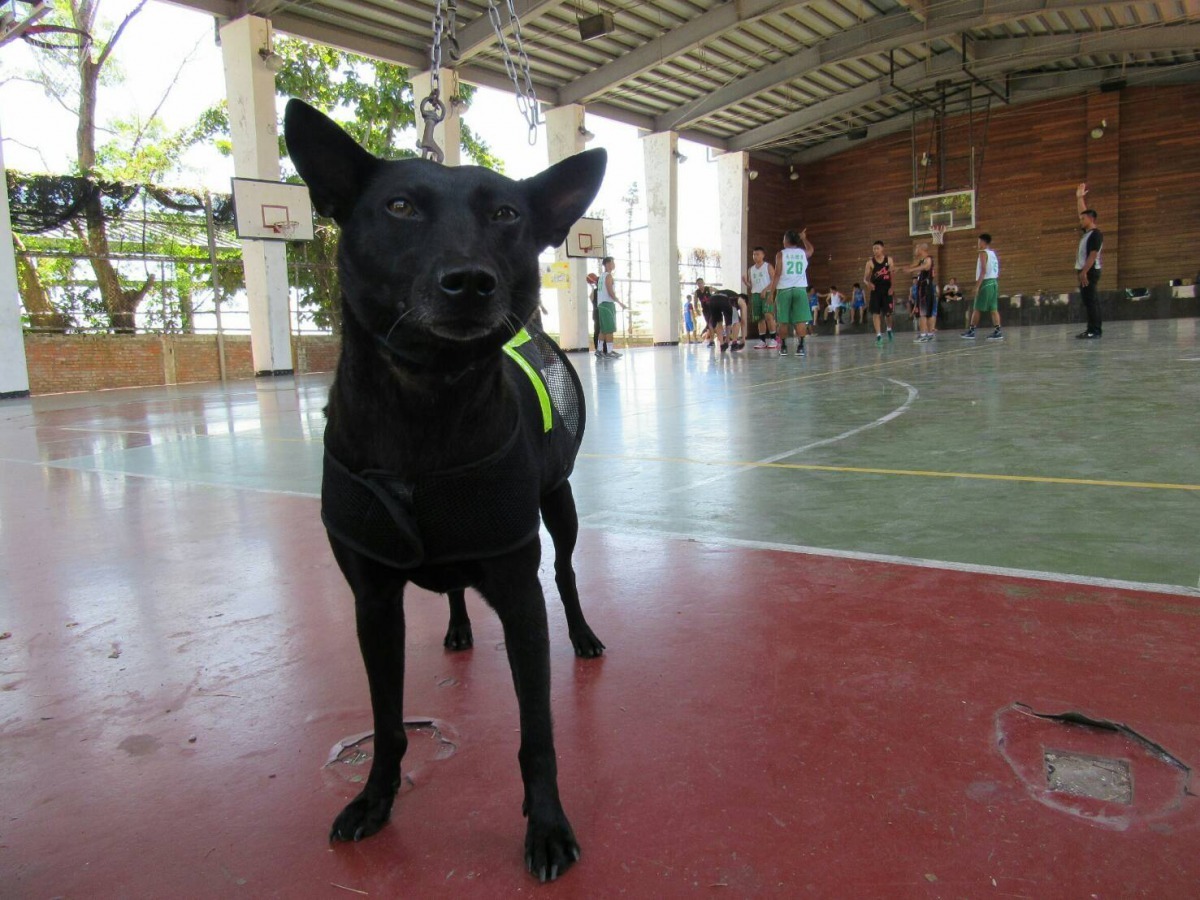 小時候罹患皮膚病的黑妞，現在已痊癒，成為利嘉派出所的警犬。解寶慶/提供