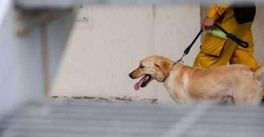 專業訓練的犬隻，能夠在災區有效地收窄所需要進行搜索的範圍。屏東縣政府消防局/提供