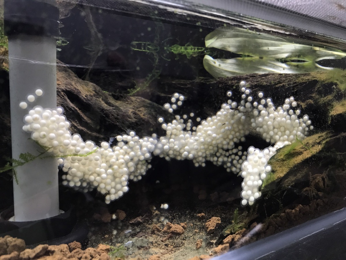 三角枯葉蛙的雌蛙約可產下5-600顆卵。台北市立動物園/提供