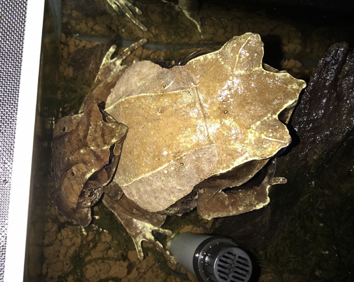 三角枯葉蛙由背部觀察就如同一片枯黃的樹葉。台北市立動物園/提供