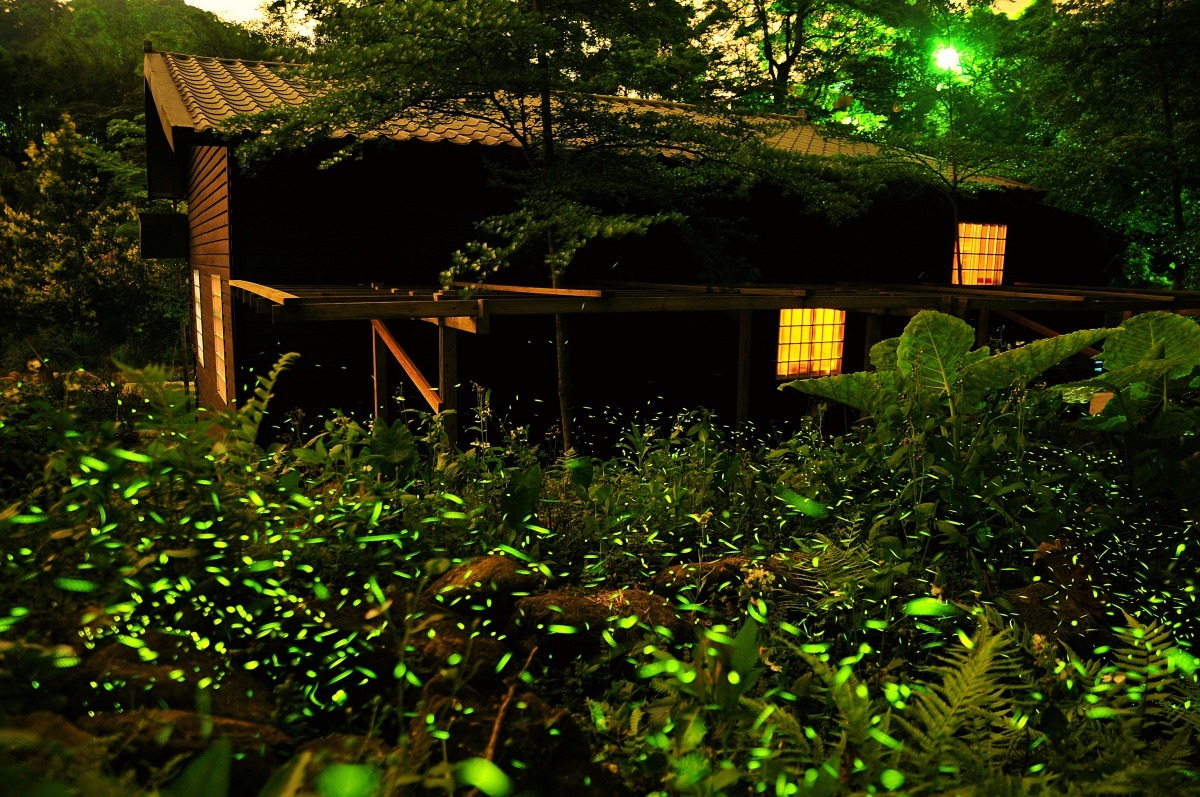 新北市三峽的螢火蟲景觀。新北市農業局/提供