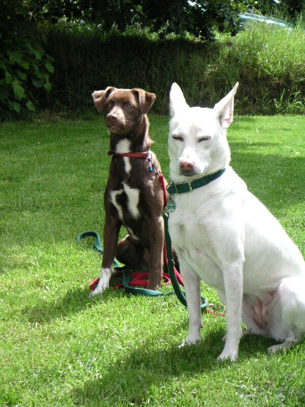 被德國Arche 2000 動保救援的兩隻台灣狗。劉威良/提供