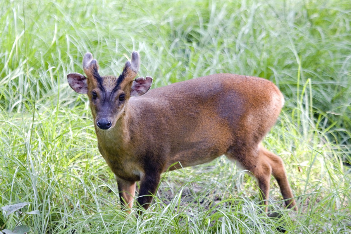山羌(麂) 頭體長約78~83cm，體重11~14kg。體型如中型犬，四肢細長，全 身大致為黃褐色，雄性頭上具有一對角柄非常明顯的短角，茸角期集中在5-9 月，但其他月份仍有零星長茸角之個體，前額為黃色，雌性無角且前額為黑 色。柯春華/提供