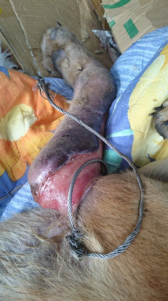 山豬吊對動物的獵殺威力強大、慘忍。劉剛武/提供