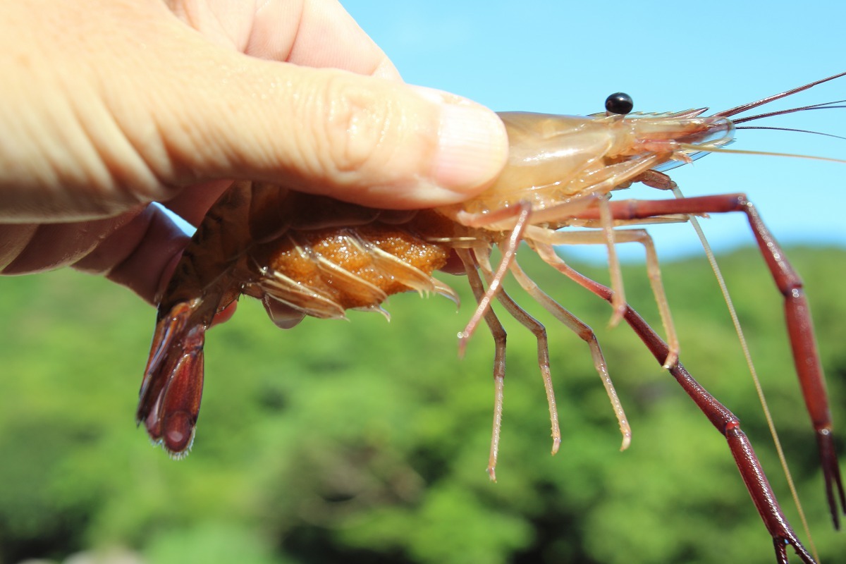 生態調查時發現抱卵的貪食沼蝦(過山蝦)。新北市政府農業局/報導