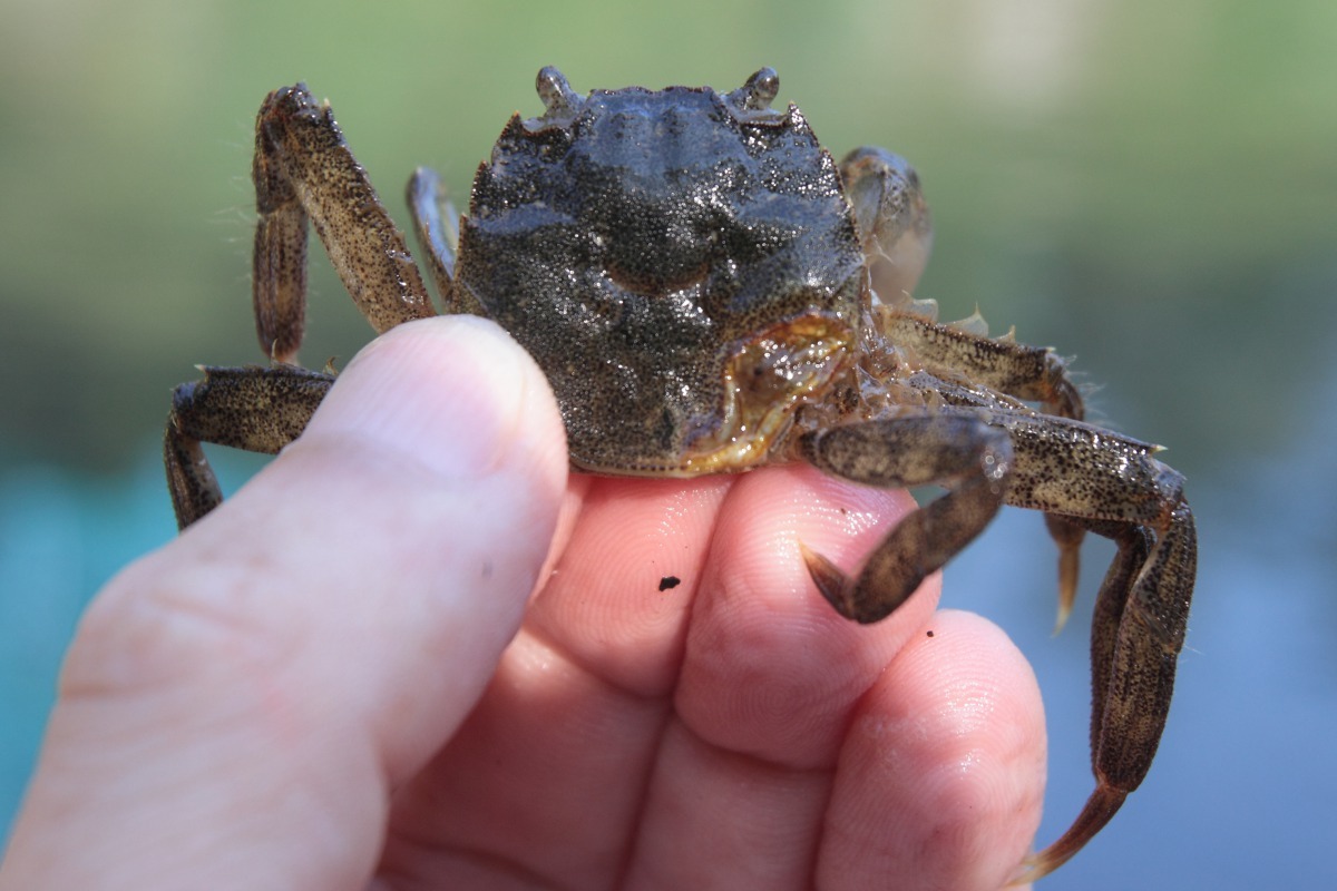 生態調查時於親水公園附近採集體型較小的毛蟹個體。新北市政府農業局/報導