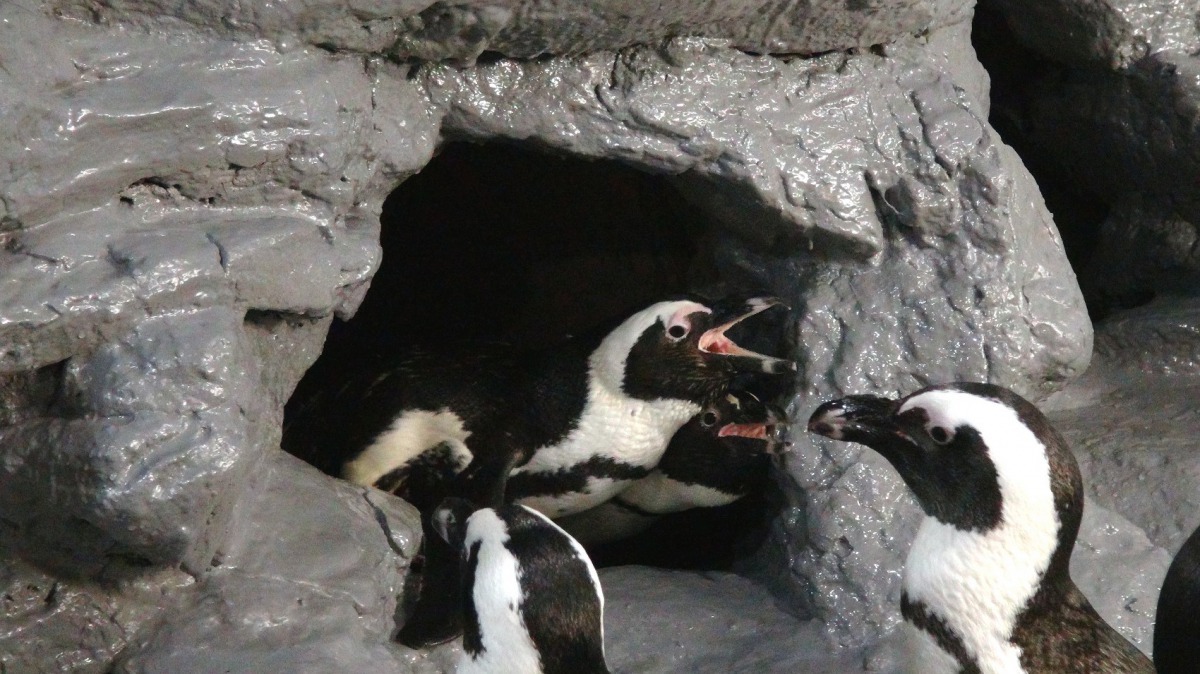 室內正中央的洞穴，向來都只有最強悍的黑腳企鵝可以入住。台北市立動物園/提供