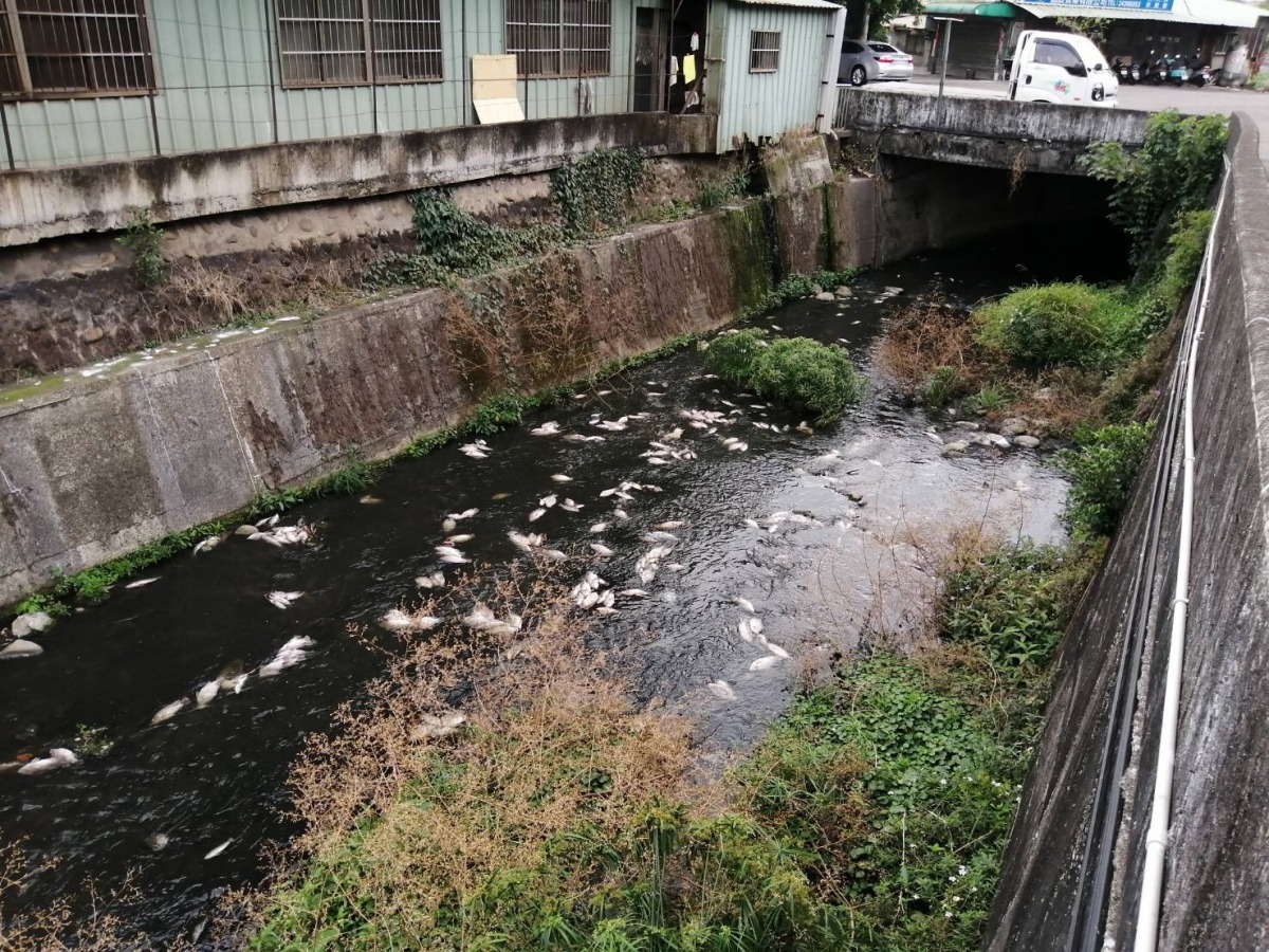 市區多數河道水位非常低