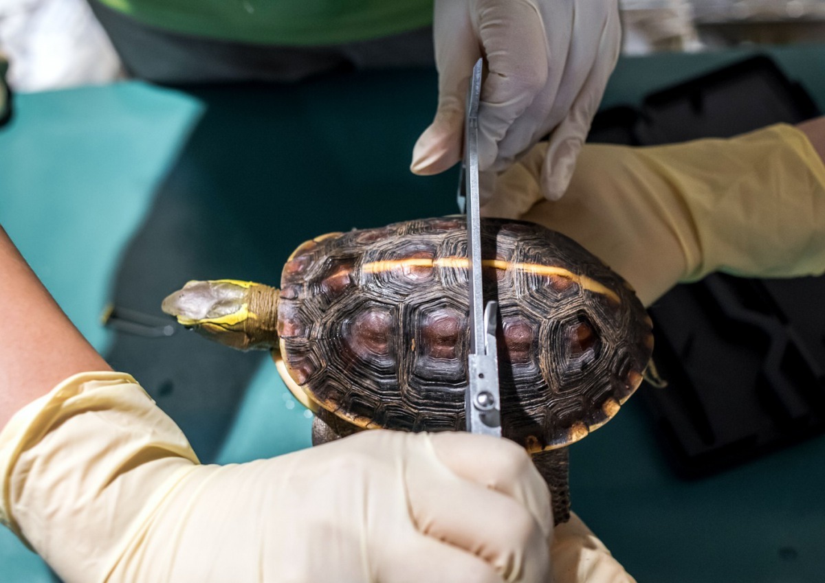 食蛇龜健康檢查，做形質測量。台北市立動物園/提供