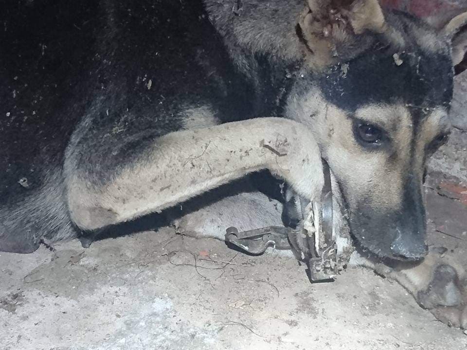 犬隻遭獸鋏鋏傷。劉剛武/提供