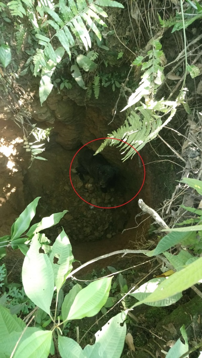 民眾通報有隻黑狗受困2公尺深的坑洞，不停哀嚎。劉凱/翻攝