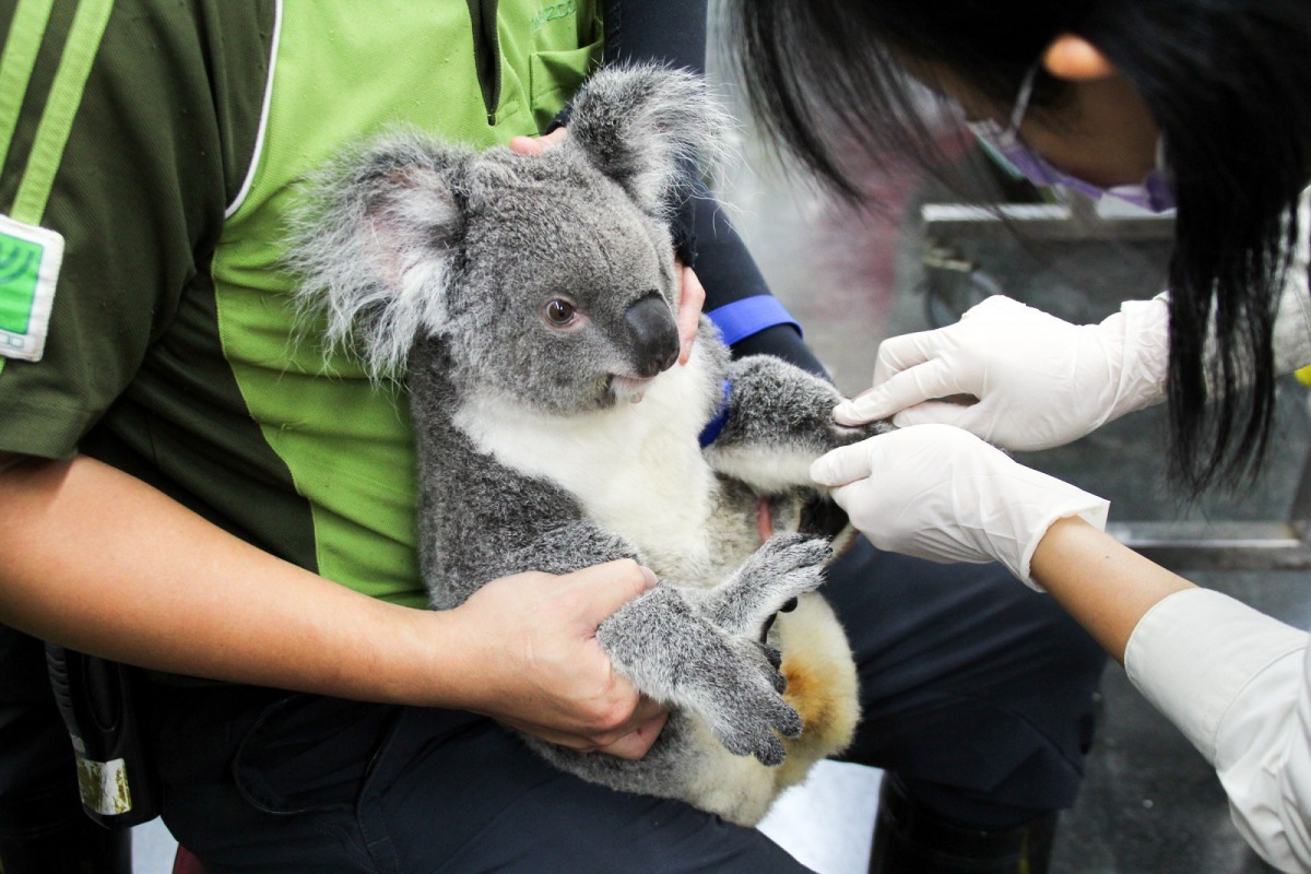 獸醫師為「Grace」抽血。台北市立動物園/提供