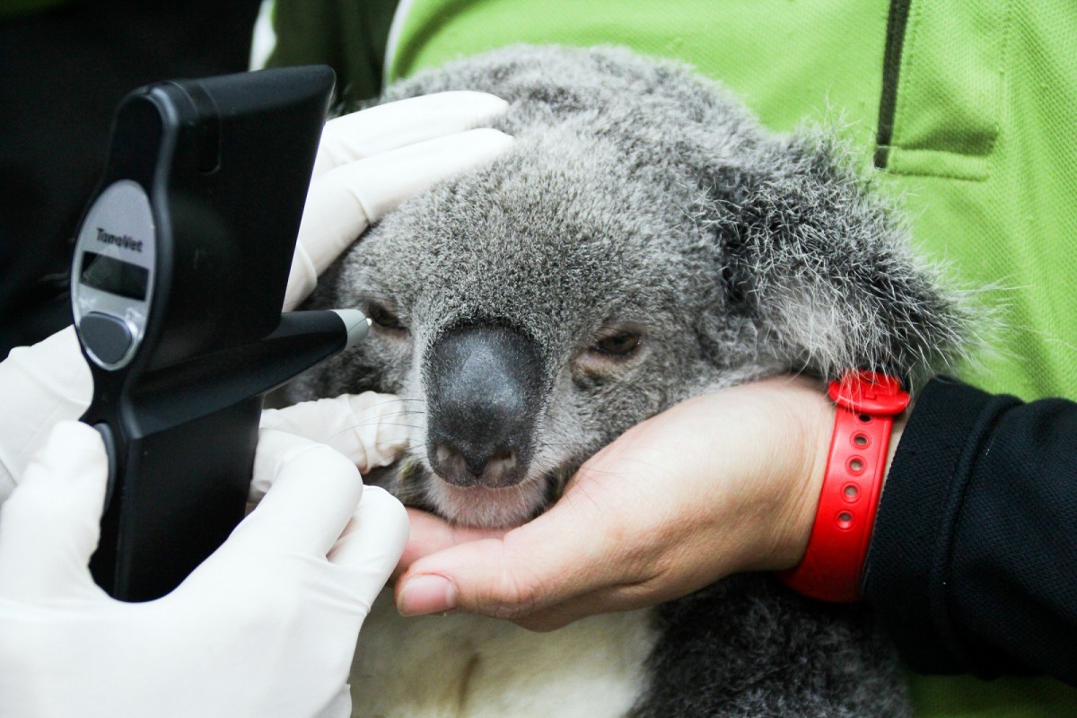 獸醫師為「Grace」檢查眼睛。台北市立動物園/提供