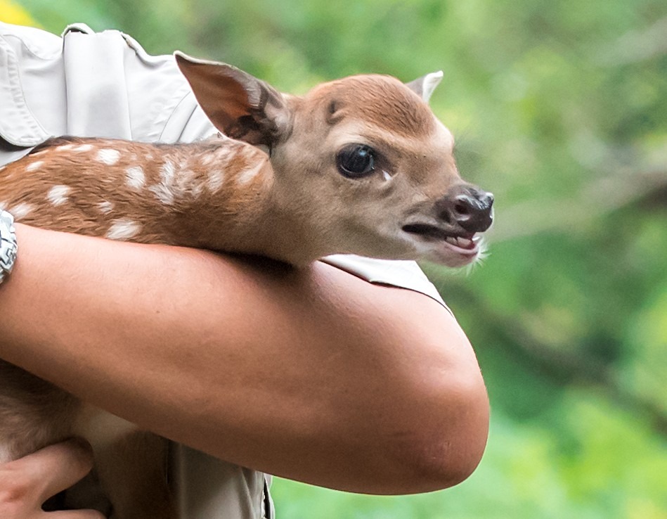 獸醫師為「梅尼莎」體檢，健康狀況良好。台北市立動物園/提供