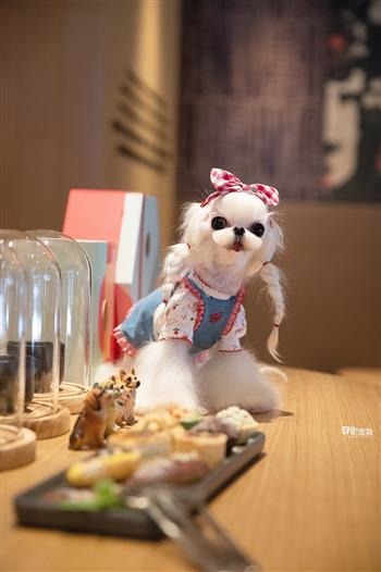 王倩影精心打扮後的毛小孩可愛動人