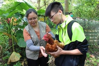 黎明向陽園廖守恩小姐(左一)協助同學抱雞入舍