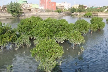 台中市政府營造生態河道及濕地常見的水筆仔，並設立生態解說牌。台中市建設局/提供