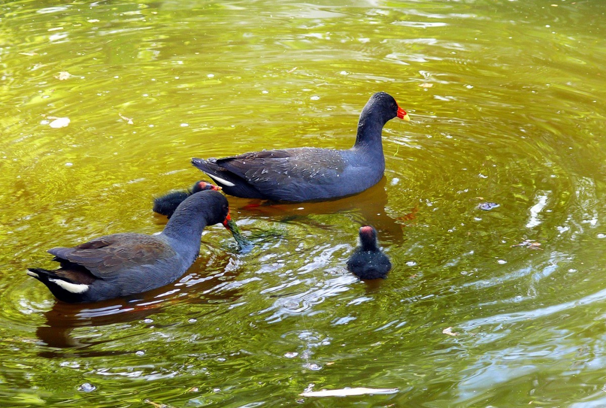 水鳥觀察區林木茂盛隱密,吸引各類野生動物停棲,圖為紅冠水雞。詹德川/攝