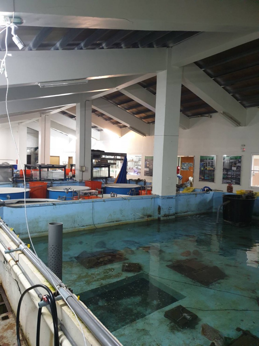 水上監視系統(畫面左上)全紀錄花枝繁殖情形。新北市政府/提供